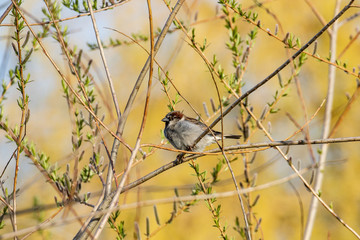 Spatz oder Sperling auf einem Zweig