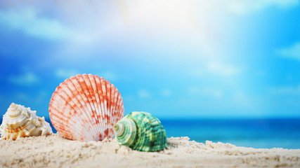 Close up seashells on sand beach and blurred beach background summer time concept.