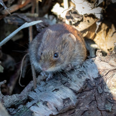 Eine Maus schaut neugierig zum Fotografen