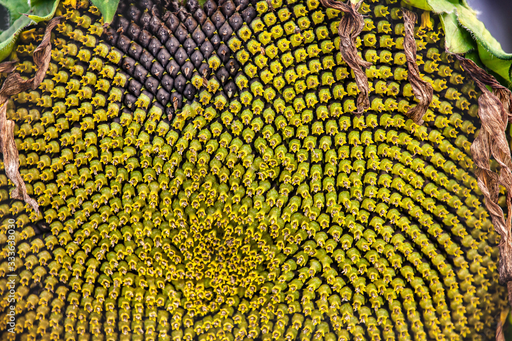 Wall mural ripe sunflower with seeds macro