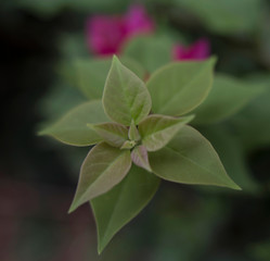 flower in the garden
