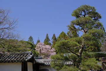 京都 伏見の醍醐寺