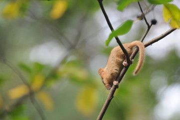 Hazel dormouse or common dormouse (Muscardinus avellanarius) on the branch of tree in forest