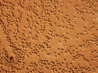 Golden sand with minks of small crabs