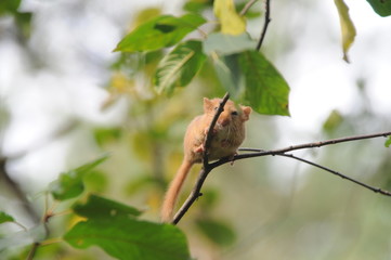 Hazel dormouse or common dormouse (Muscardinus avellanarius) on the branch of tree in forest