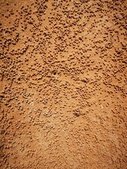 Golden sand with minks of small crabs