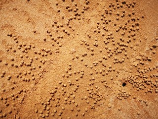 Golden sand with minks of small crabs