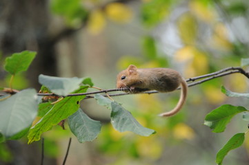 Hazel dormouse or common dormouse (Muscardinus avellanarius) on the branch of tree in forest