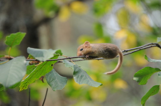 Hazel dormouse or common dormouse (Muscardinus avellanarius) on the branch of tree in forest