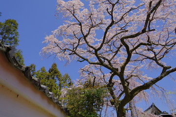 京都 伏見の醍醐寺