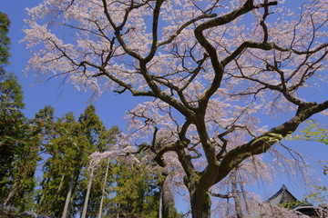 京都 伏見の醍醐寺