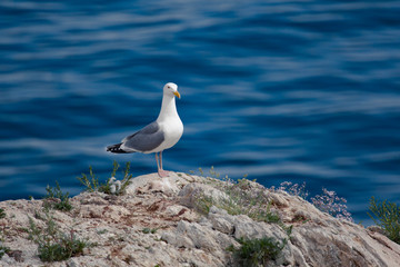 seagull on the stone coastline