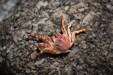 crab on the stone