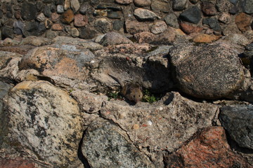 Striped field mouse (Apodemus agrarius) on the stone wall