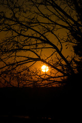 Sunset through Branches