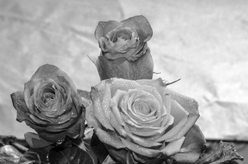A bouquet of three roses with leaves, covered with dew drops, evenly lit on an abstract blurred background, close-up, black and white, copy space.