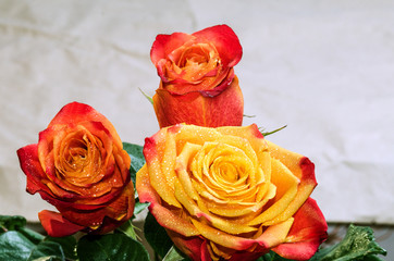 A bouquet of three roses with leaves, covered with dew drops, evenly lit on an abstract blurred background, close-up, copy space.