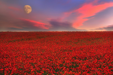 Field with red poppies flowers at sunset and a huge moon. Fantasy picture with a fantastic view.