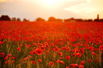 Field with red poppies flowers at sunset. A beautiful view of the flowering of millions of poppies. Selective artful focus.