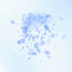 Dark blue flower petals falling down. Graceful rom