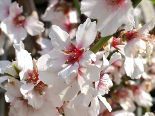 Macro of the white and pink blossoms of a peach tree