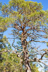 Pine tree in the forest, Porkkalanniemi, Kirkkonummi, Finland