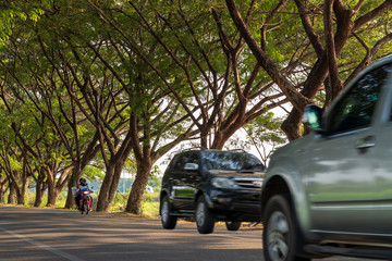 Many large trees and blurry vehicles.