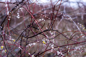 early spring landscape bright day