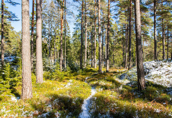 View of the forest in spring, tree trunks and snow, Hirsala, Kirkkonummi, Finland