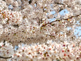 Blooming Japanese cherry tree full of white and pink blossoms
