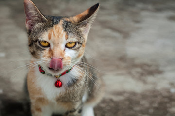 adopt, adorable, afraid, alone, awareness, baby cat, background, be careful, beautiful, breed,...