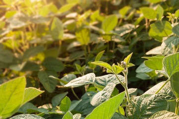 Green soybean plant during flowering. The agricultural field of young varietal soy plants grow in rows in the sun. Selective focus.