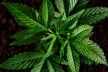 Naklejka na ściany i meble Close-up young hemp. Cannabis is a standoff between a drug and a medicine.growing organic cannabis background herb on the farm