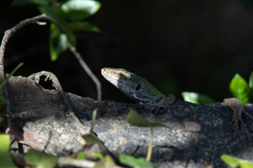 a curious lizard on looks out from a trunk