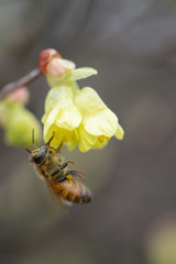 花粉を集めるミツバチ