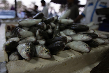 Dubai Fish Market