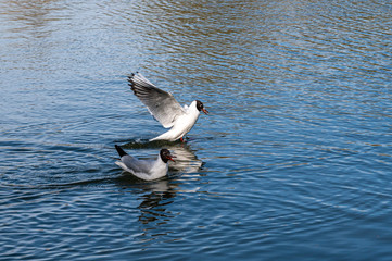 Black headed seagulls in summer plumage with lake reflections