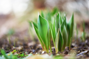tulips grow in the garden, blurred background, first flowers