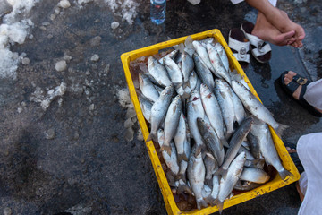 Dubai Fish Market