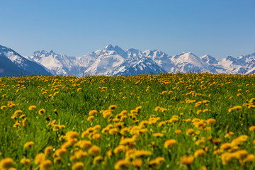 Allg&auml;u - L&ouml;wenzahn - Fr&uuml;hling - Alpen - Berge - Schnee