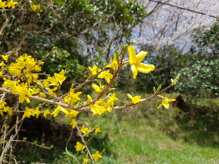 yellow flowers in garden