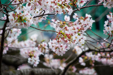 桜の花びら