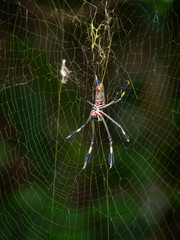 Araña en su tela