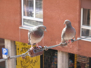 piccioni in città