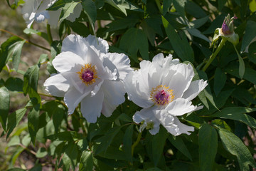 Blooming tree peony. Big white peonies in the spring season. Paeonia rockii.