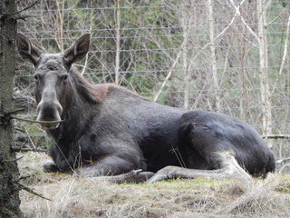donkey in zoo