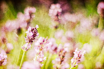 Closeup of delicate lavender flowers in the summertime
