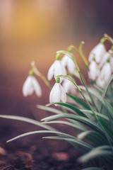 snowdrops in the forest, blurred background