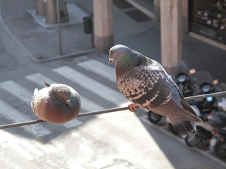 piccioni in città