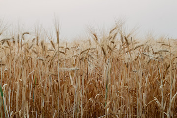 A beautiful view of the beautiful barley field in the morning is a rare view in the summer, and the golden barley field is a barley field cultivated for making alcoholic beverages.